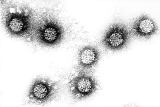 Virus lidského papilomu
